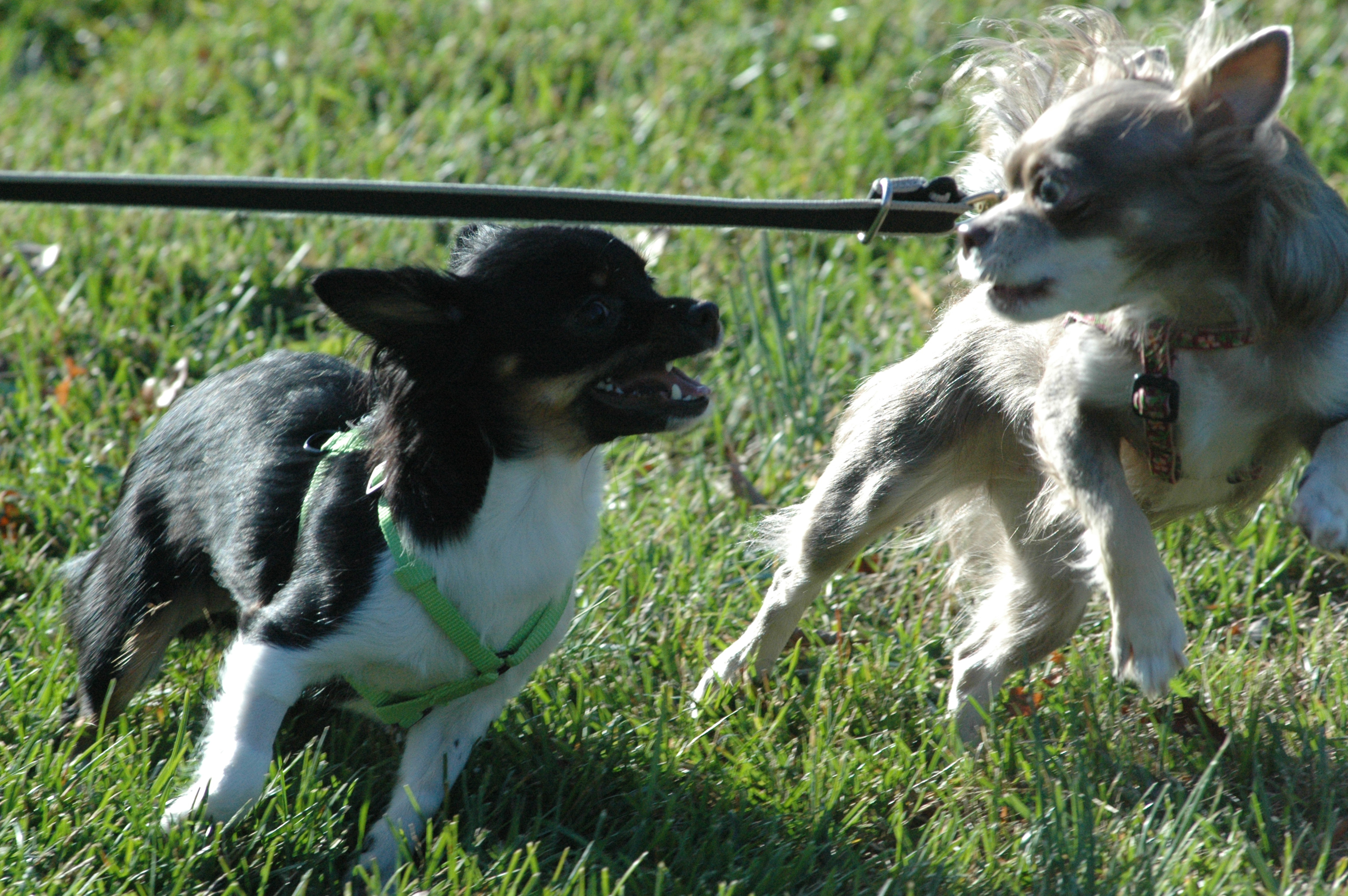 How Dogs play and fight?